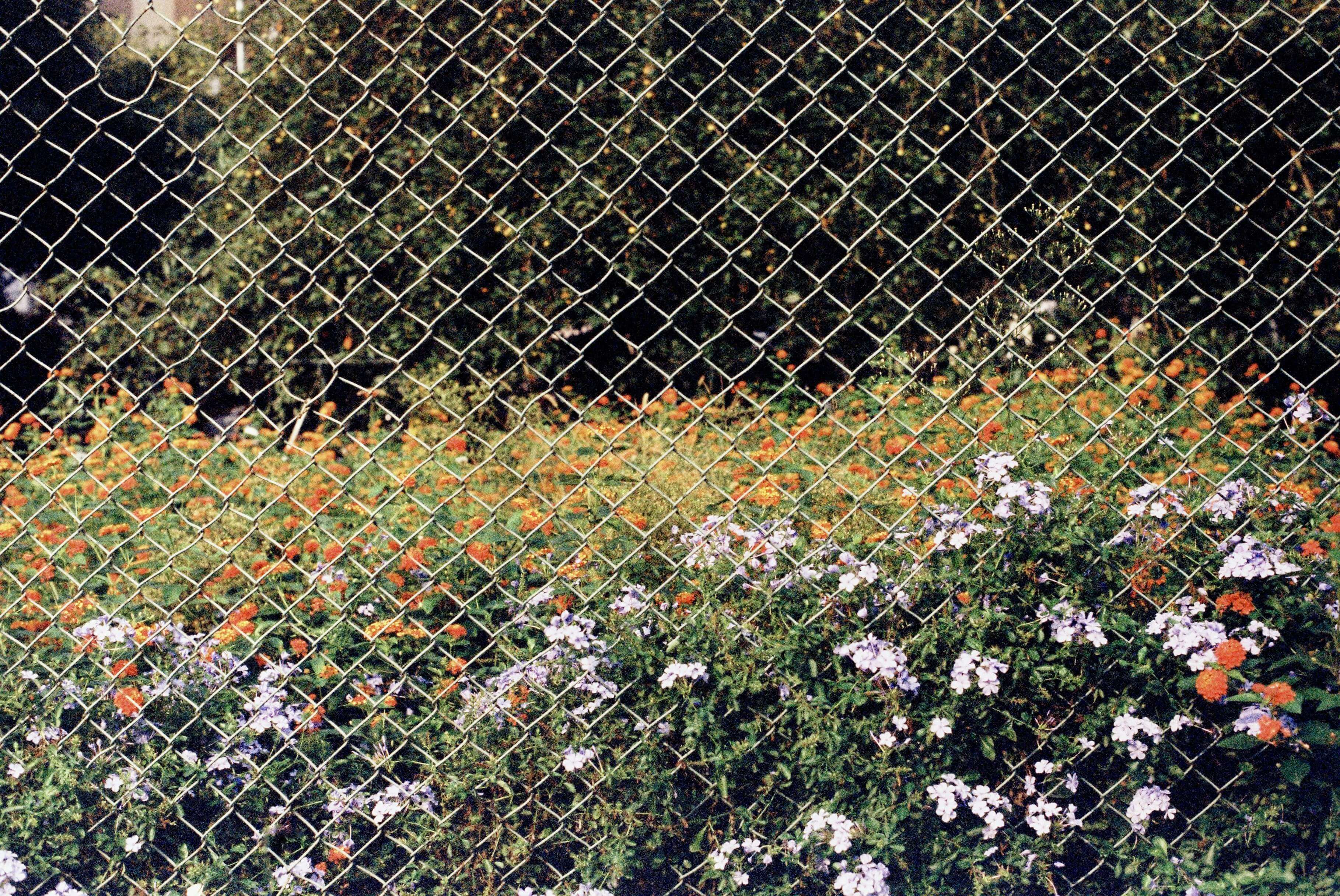 pexels-tizzy-29587165 (1) PrivacyLink chain link fence