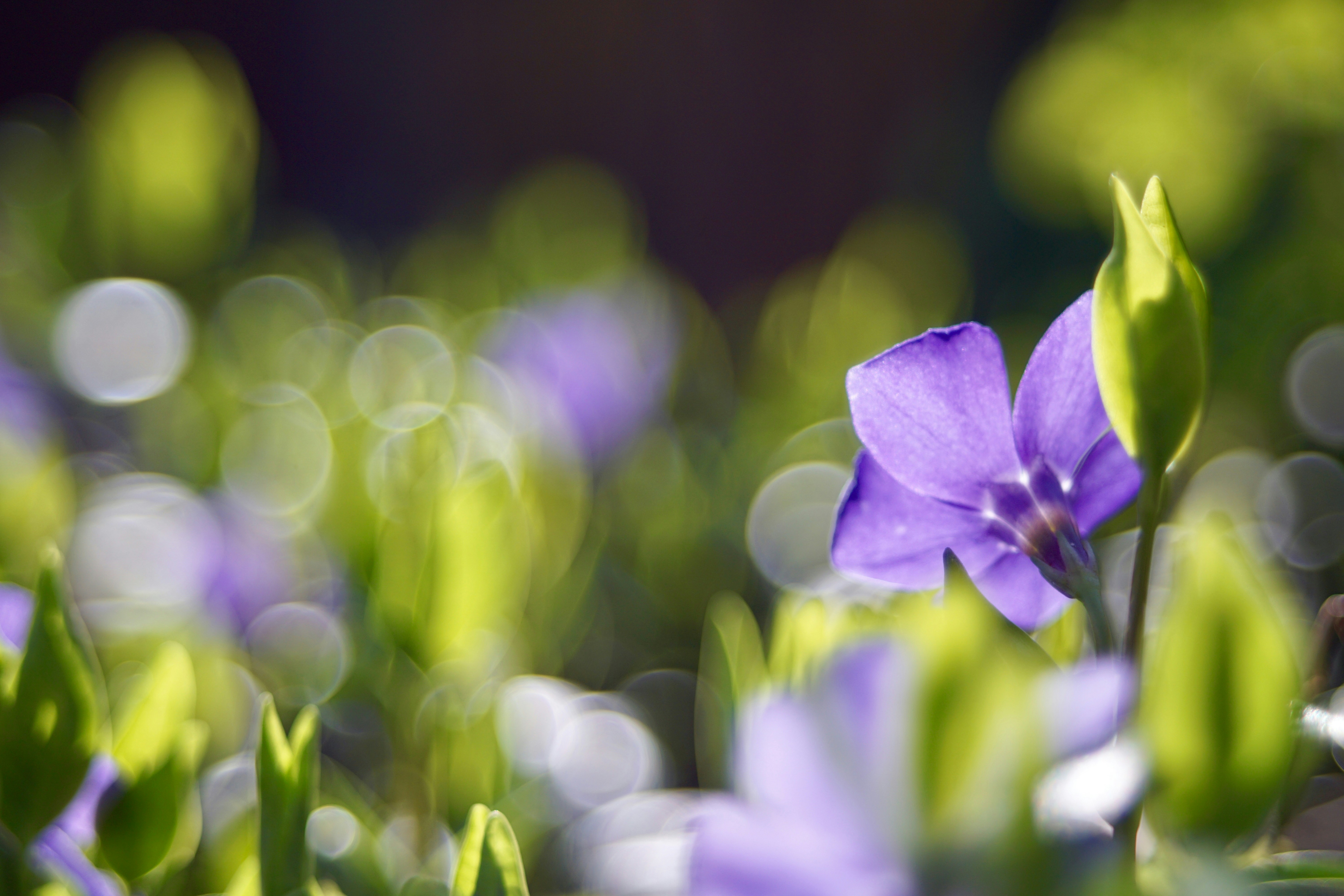 spring backyard privacylink fencing solutions