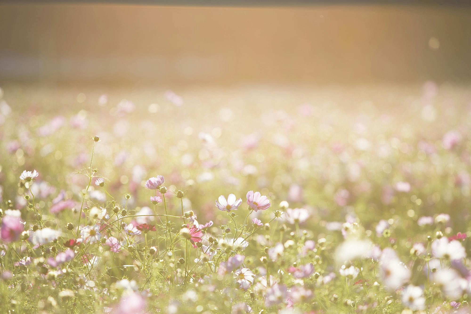 pexels-pixabay-262713 Fence solutions for summer