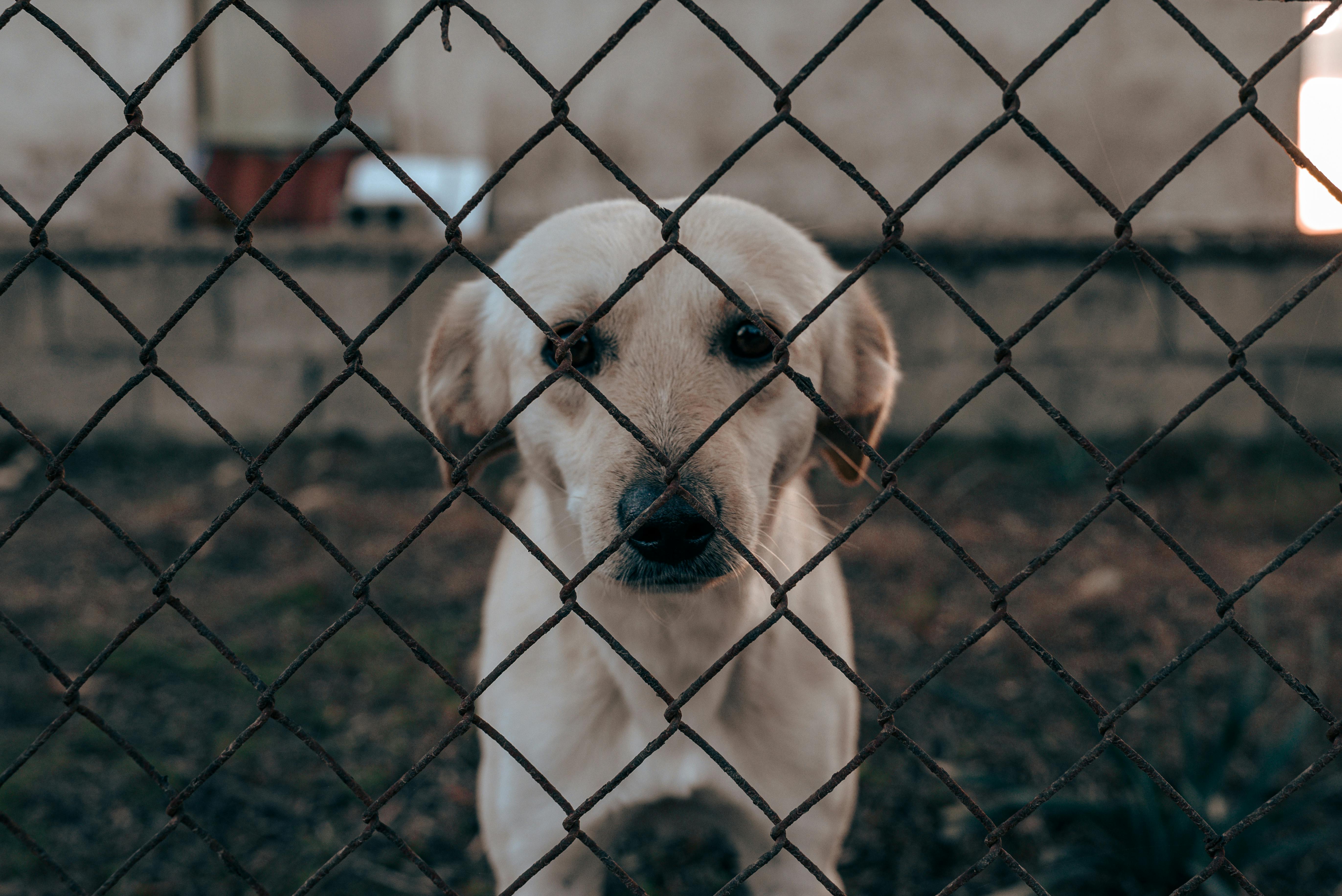 pexels-kostas-dimopoulos-119583302-19868624 PrivacyLink fence solutions